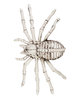 Luurankohämähäkki 24cm