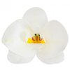 Syötävä koriste, valkoinen orkidea 10kpl