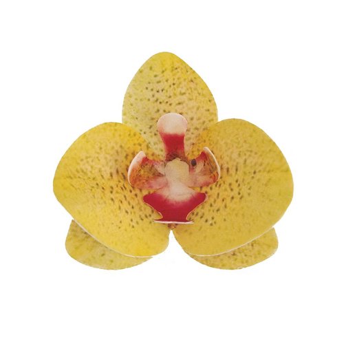 Syötävä koriste, keltainen orkidea 10kpl