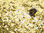Confettitykki push pop, kulta