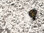 Confettitykki push pop, hopea