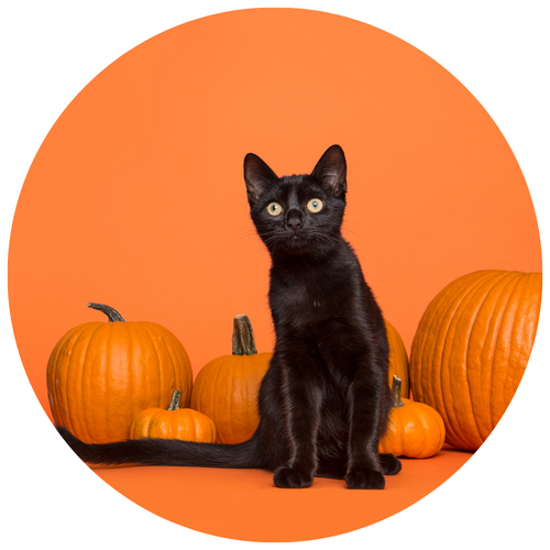Syötävä kakkukuva, Halloween kissa